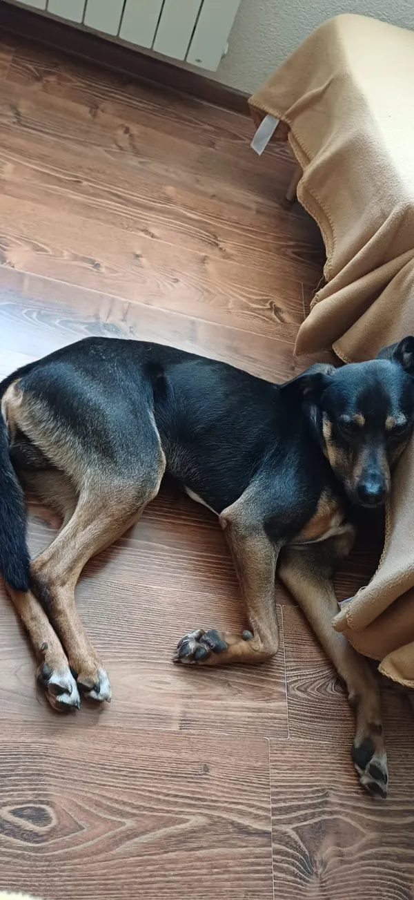 Zaginął pies, Wałbrzych, Szczawienko, 2 lipca 2024 (3/3)