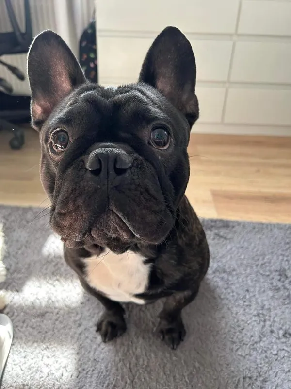 Zaginął pies, Zielonki Parcela, 2 lipca 2024 (1/4)