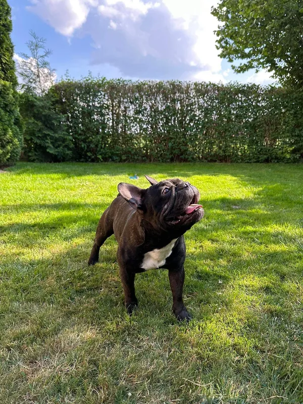 Zaginął pies, Zielonki Parcela, 2 lipca 2024 (2/4)