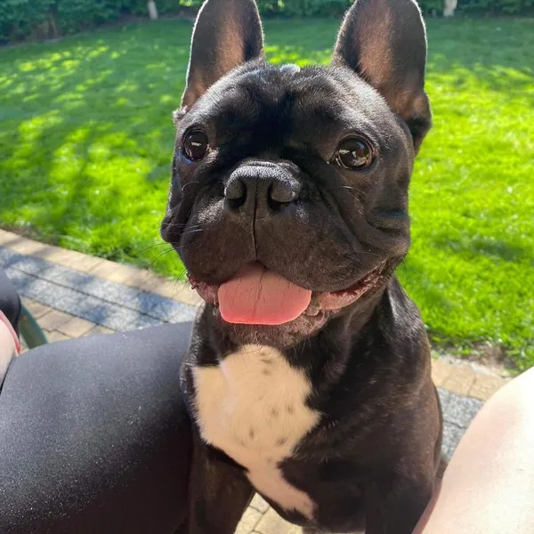 Zaginął pies, Zielonki Parcela, 2 lipca 2024 (4/4)