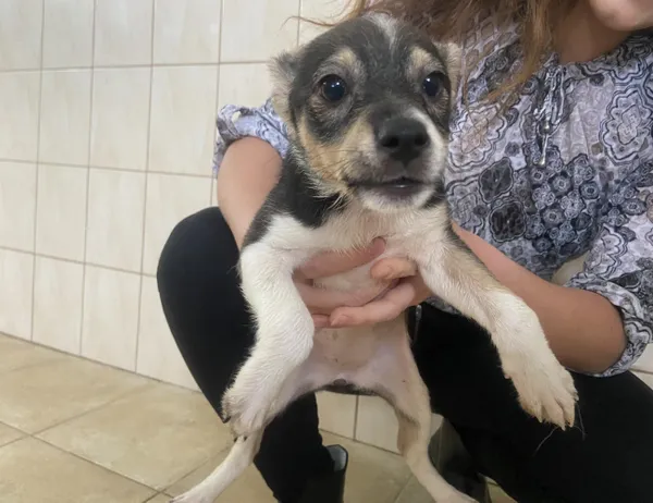 Znaleziono psa, Świdnica, 2 lipca 2024