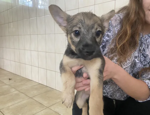 Znaleziono psa, Świdnica, 2 lipca 2024