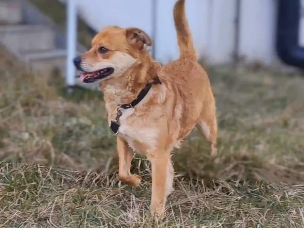 Pies do adopcji, Pawłowo, 2 lipca 2024 (1/3)