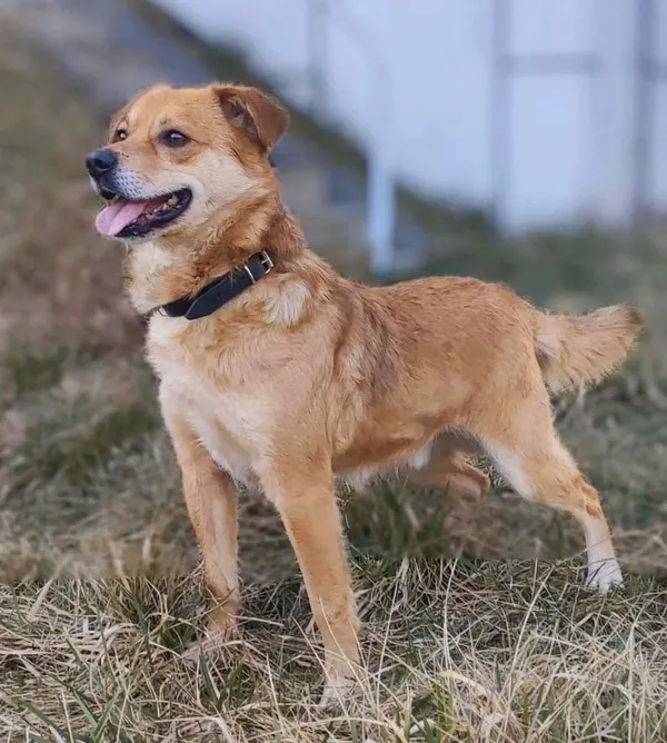 Pies do adopcji, Pawłowo, 2 lipca 2024 (2/3)