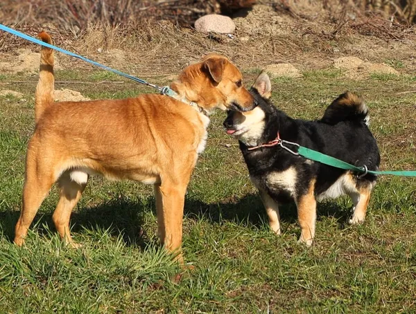 Pies do adopcji, Pawłowo, 2 lipca 2024 (3/3)