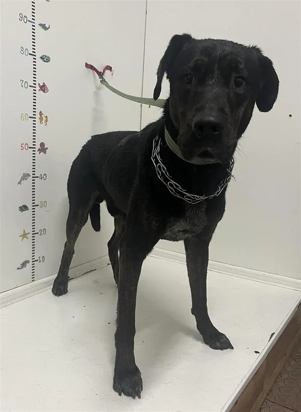 Znaleziono psa, Bytom, 2 lipca 2024