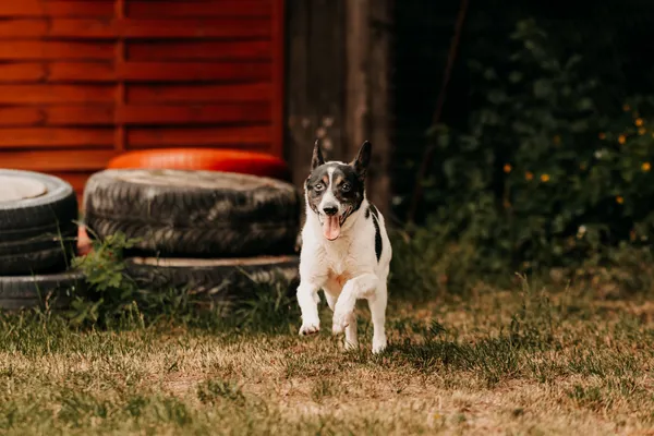 Pies do adopcji, Czartki, 2 lipca 2024 (1/5)