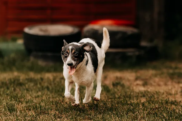 Pies do adopcji, Czartki, 2 lipca 2024 (2/5)