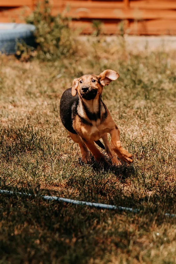 Pies do adopcji, Czartki, 2 lipca 2024 (1/5)