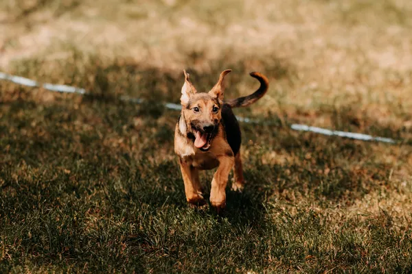 Pies do adopcji, Czartki, 2 lipca 2024 (3/5)