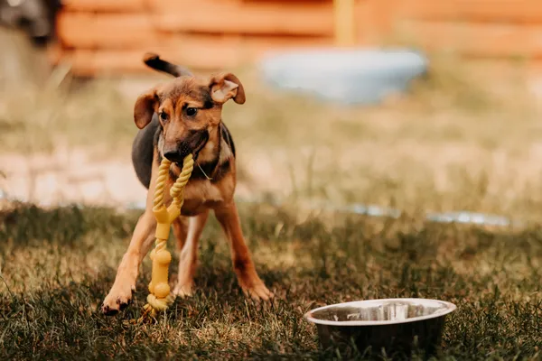 Pies do adopcji, Czartki, 2 lipca 2024 (5/5)