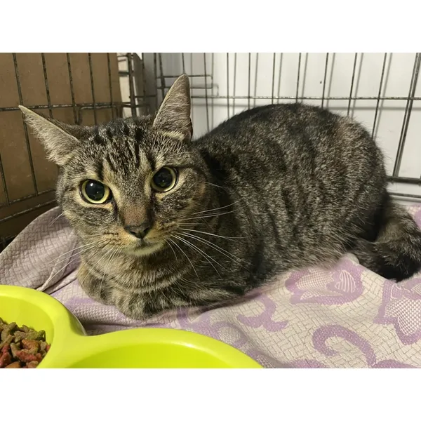 Znaleziono kota, Białystok, 7 stycznia 2024