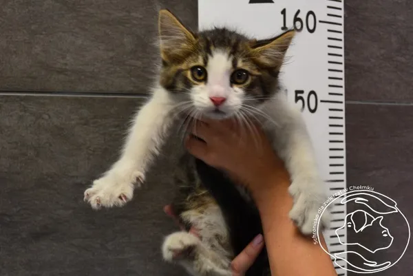 Znaleziono kota, Chełmek, 2 lipca 2024