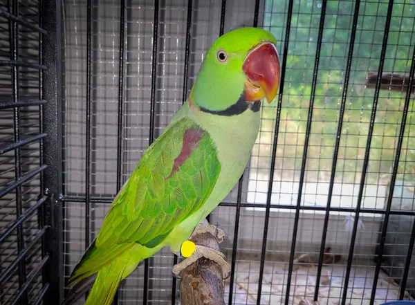 Znaleziono zwierzę, Lublin, 24 czerwca 2024