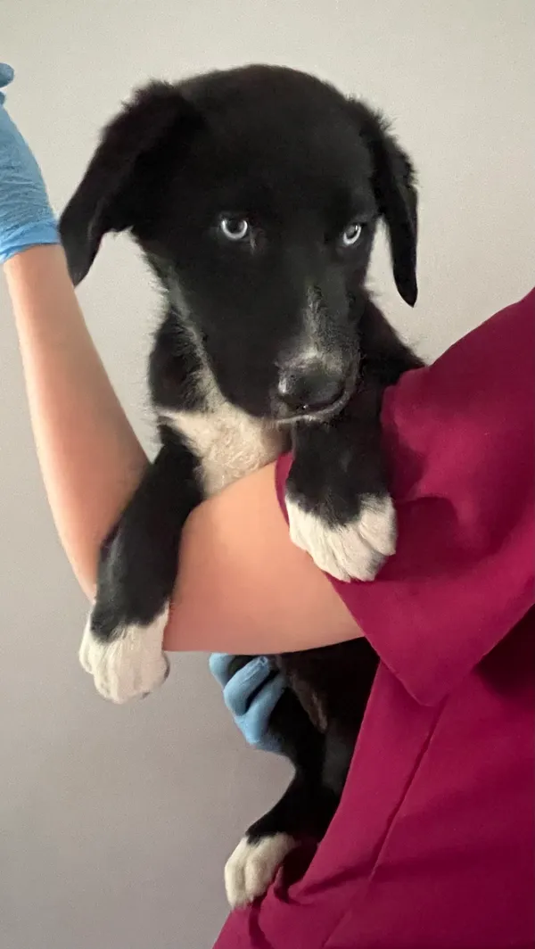 Znaleziono psa, Lublin, 1 lipca 2024