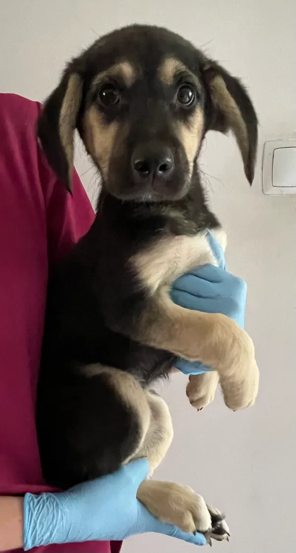 Znaleziono psa, Lublin, 1 lipca 2024