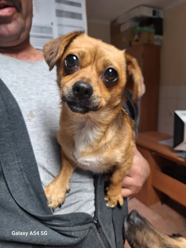 Pies do adopcji, Orzechowce, 2 lipca 2024 (1/2)