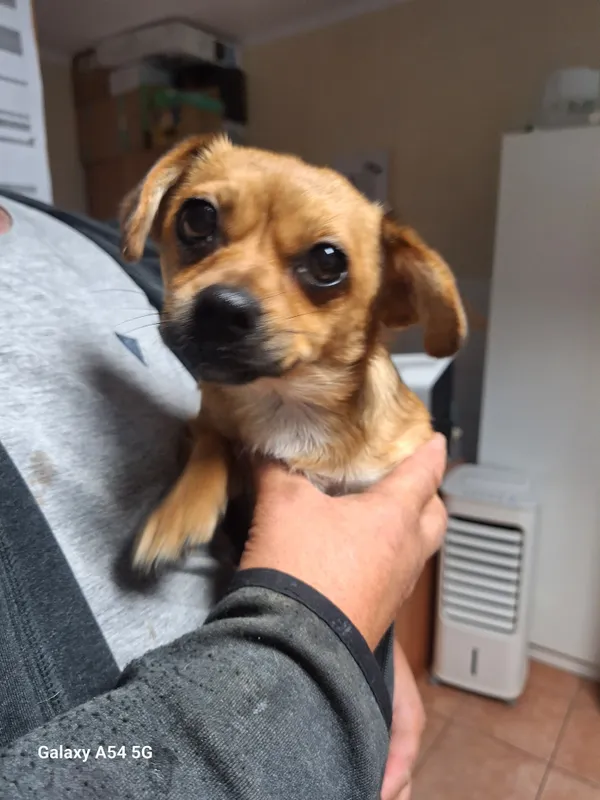 Pies do adopcji, Orzechowce, 2 lipca 2024 (2/2)