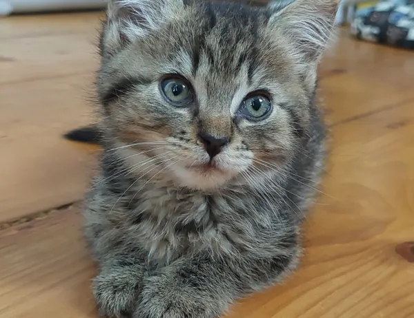 Kot do adopcji, Świdnica, 13 czerwca 2024