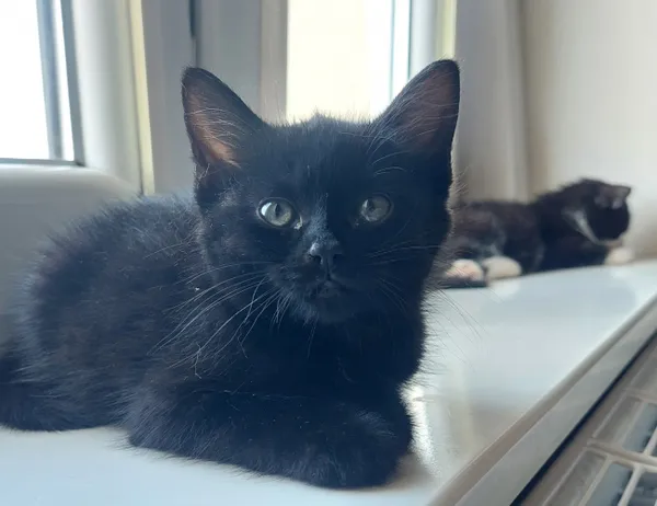 Kot do adopcji, Świdnica, 13 czerwca 2024