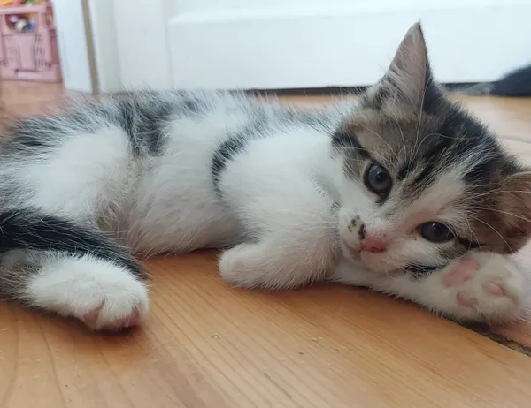 Kot do adopcji, Świdnica, 13 czerwca 2024