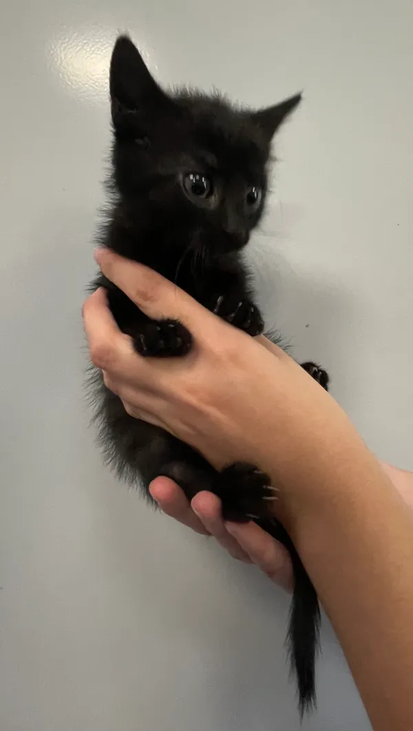 Znaleziono kota, Lublin, 1 lipca 2024