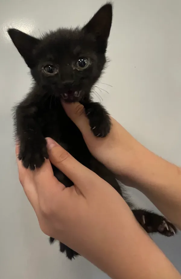 Znaleziono kota, Lublin, 1 lipca 2024