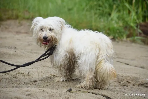 Znaleziono psa, Toruń, 2 czerwca 2024