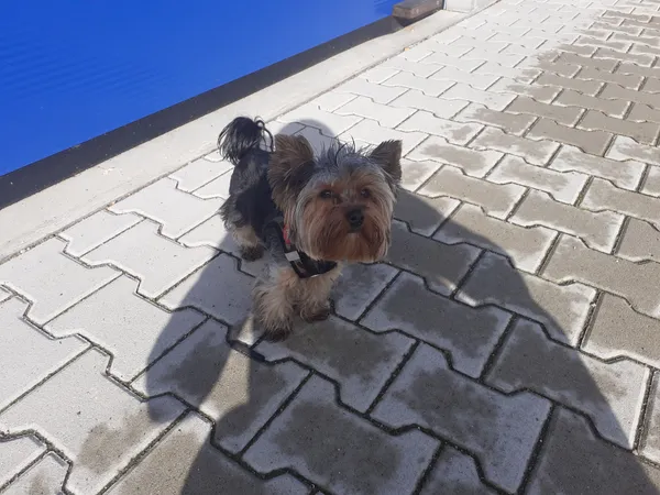 Zaginął pies, Bydgoszcz, Bartodzieje, 3 lipca 2024 (2/2)