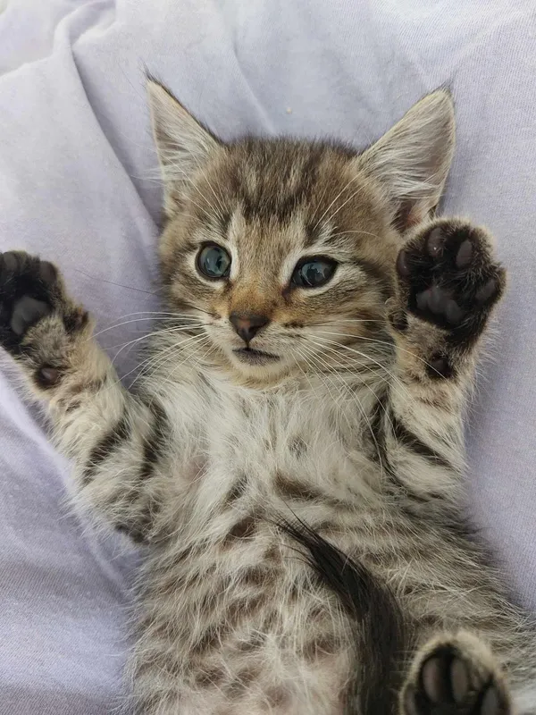 Oddam kota, Olsztyn, Dajtki, 3 lipca 2024 (1/2)