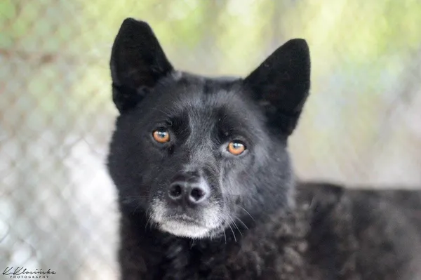 Oddam psa, Olsztyn, Kortowo, 3 lipca 2024 (1/5)