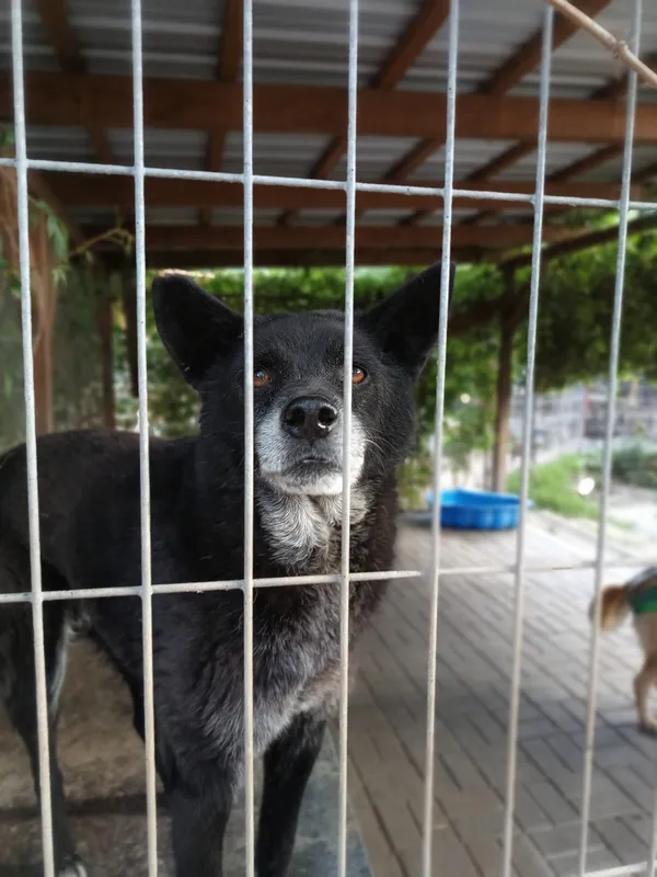 Oddam psa, Olsztyn, Kortowo, 3 lipca 2024 (3/5)