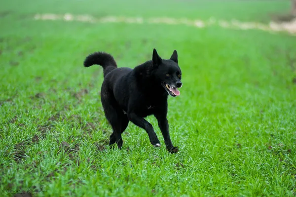 Oddam psa, Olsztyn, Kortowo, 3 lipca 2024 (4/5)