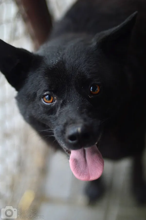 Oddam psa, Olsztyn, Kortowo, 3 lipca 2024 (5/5)