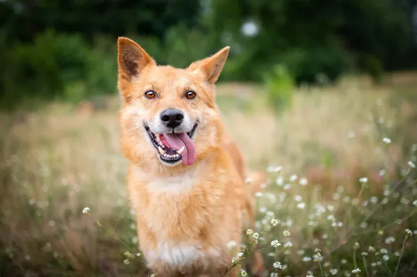 Oddam psa, Łódź, Łódź-Bałuty, 3 lipca 2024 (1/6)