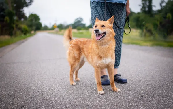 Oddam psa, Łódź, Łódź-Bałuty, 3 lipca 2024 (2/6)