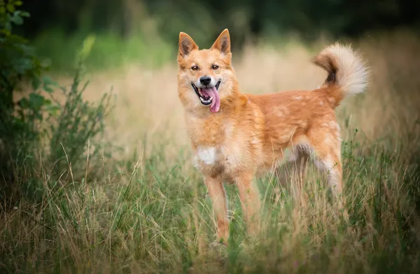 Oddam psa, Łódź, Łódź-Bałuty, 3 lipca 2024 (3/6)