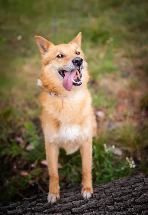 Oddam psa, Łódź, Łódź-Bałuty, 3 lipca 2024 (5/6)