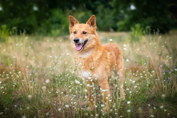 Oddam psa, Łódź, Łódź-Bałuty, 3 lipca 2024 (6/6)