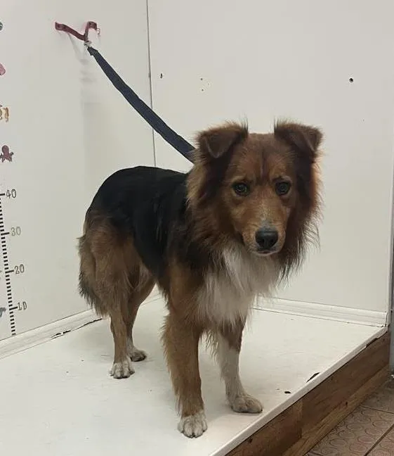 Znaleziono psa, Bytom, 3 lipca 2024 (2/2)