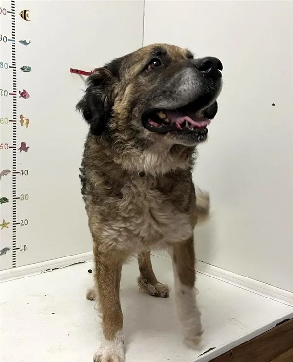 Pies do adopcji, Bytom, 3 lipca 2024 (2/2)