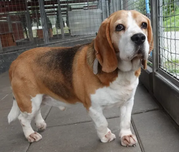 Znaleziono psa, Gdańsk, 3 lipca 2024