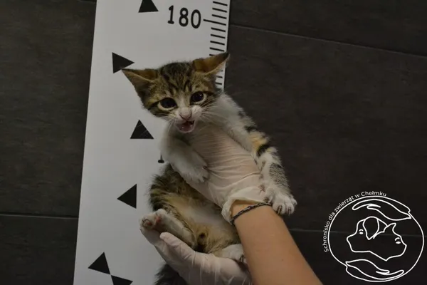 Znaleziono kota, Chełmek, 3 lipca 2024