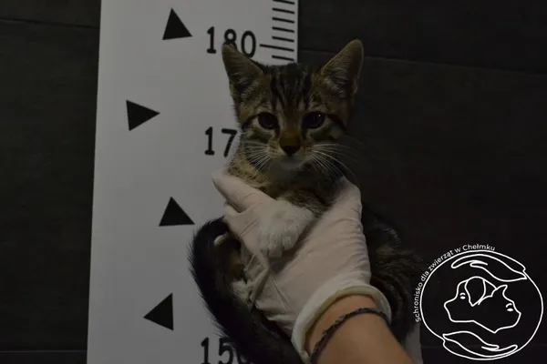 Znaleziono kota, Chełmek, 3 lipca 2024