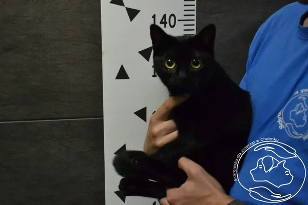 Znaleziono kota, Chełmek, 2 lipca 2024