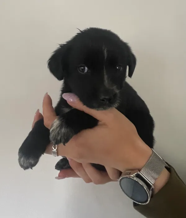 Znaleziono psa, Lublin, 2 lipca 2024