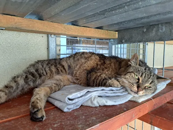 Kot do adopcji, Częstochowa, 27 kwietnia 2024 (1/5)