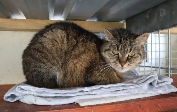 Kot do adopcji, Częstochowa, 27 kwietnia 2024 (2/5)