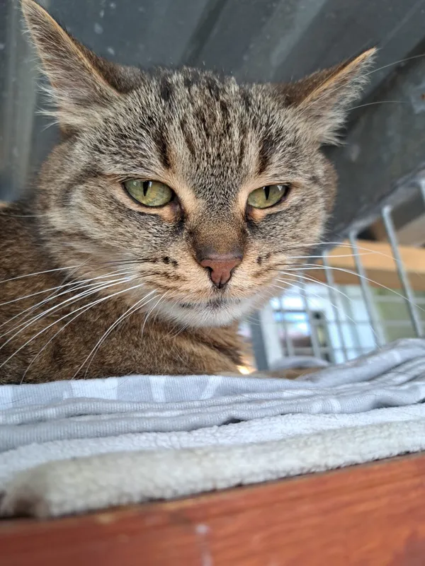 Kot do adopcji, Częstochowa, 27 kwietnia 2024 (3/5)