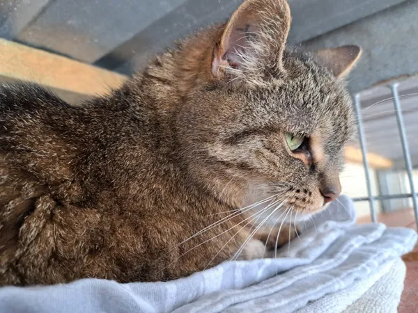 Kot do adopcji, Częstochowa, 27 kwietnia 2024 (4/5)